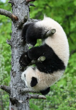 Giant Panda Photos