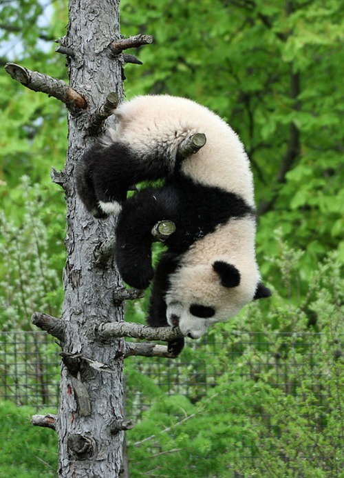 Giant Panda Photos