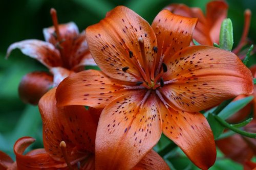 broughttoyoubytheletterb: I still think flowers are sort of silly as a rule, but tiger lilies&hellip