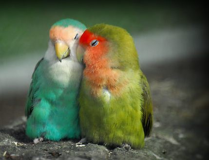 194. Love-Parrots