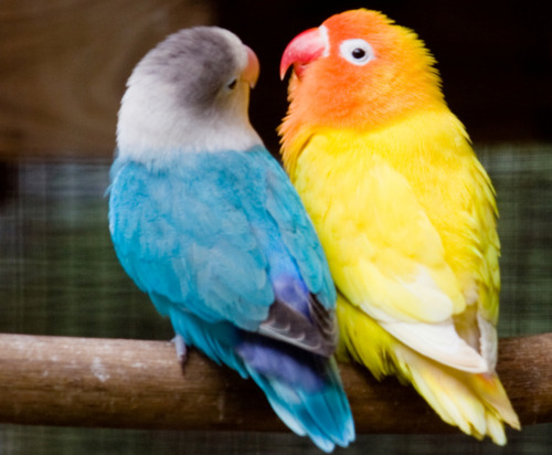 194. Love-Parrots