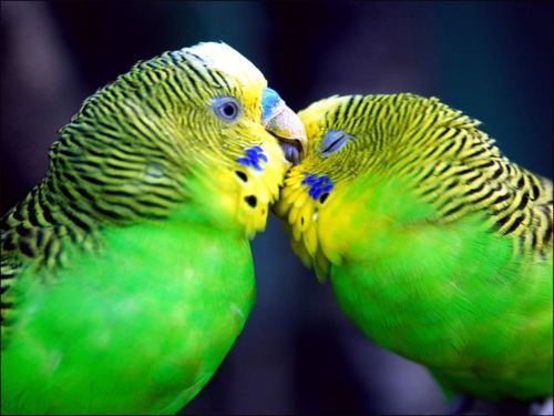 194. Love-Parrots