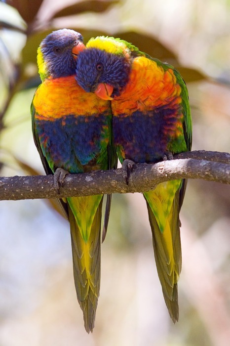 194. Love-Parrots