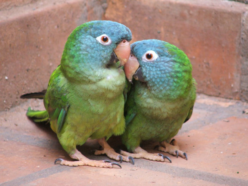 194. Love-Parrots