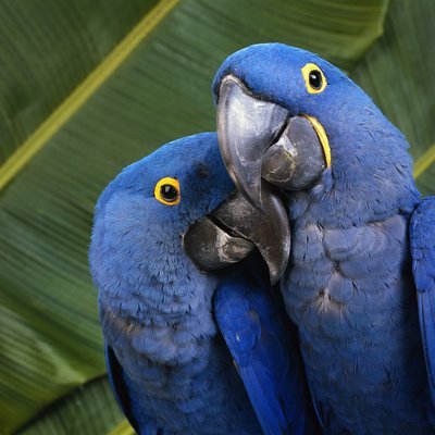 194. Love-Parrots