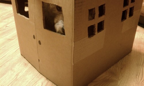 Puppy Does Not Like The Box House.