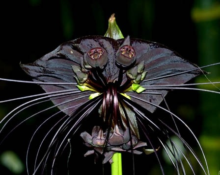 Sex fullfrontalnerdityssx:  bat orchids ftw  pictures