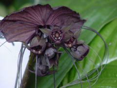 fullfrontalnerdityssx:  bat orchids ftw 