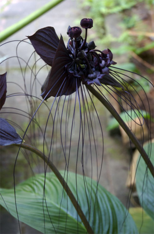 fullfrontalnerdityssx:  bat orchids ftw 