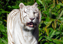 lovelybigcats:  White Tiger (by Brighthelmstone10)