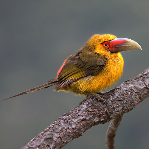 earth-song: saffron toucanet (by almir almeid)