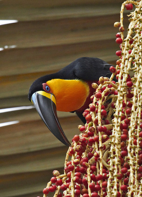 fairy-wren:  channel billed toucan (by claudio marcio) 