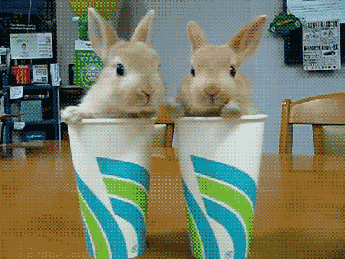  2 widdle wabbits in 2 widdle cups…i have 1 question for you… can you handle the cuteness? well can you? lol :)