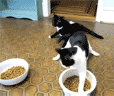 thezackkgames:  hackandslash:  twojeansandabean:  justshy:  who ever put this laminate floor down, did it to torture these cats, lmao   lmao idk why this is so hilarious    I CAN’T BREATHE. 