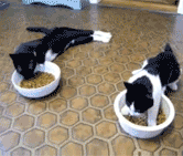 theodorepython:  zartlila:  #FYI these are cats that had just been sedated at the vet  HOW DO LEGS WORK!?! 