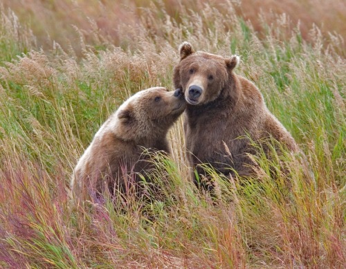 magicalnaturetour:  Brown Bears (Sow And Mature Cub), Brooks River, Katmai National Park And Preserve, Alaska by alan/elaine wilson :) 