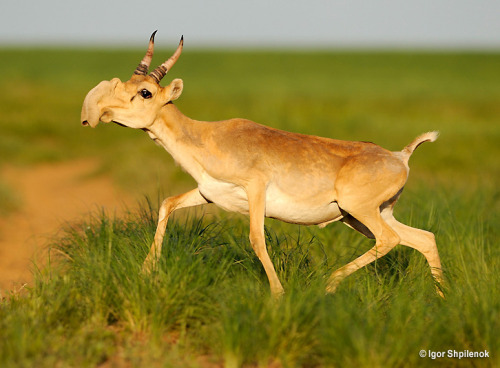 Saiga antelopes are big giant dorks. They have huge inflatable noses that have been filtering dust s