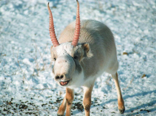 Saiga antelopes are big giant dorks. They have huge inflatable noses that have been filtering dust s