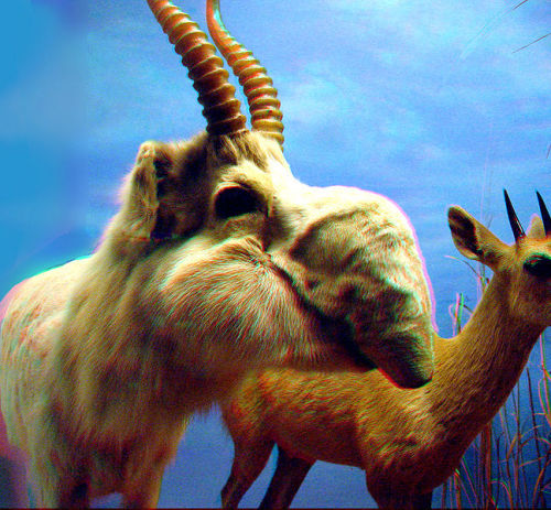 Saiga antelopes are big giant dorks. They have huge inflatable noses that have been filtering dust s