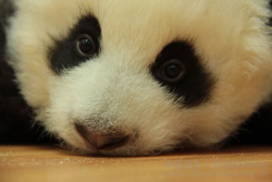 Giant Panda Photos