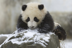 Giant Panda Photos