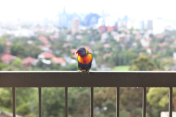 Lauren:  Hungry Louie, This Morning On My Balcony 