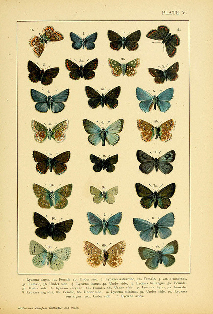 jomobimo:  Plate V, British and European butterflies and moths [1895] 