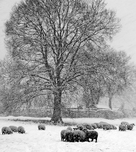 valscrapbook:  Snow Tones by Cpitch on Flickr. 