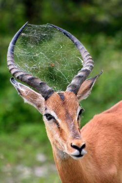 funkysafari:  “I took this photo in Kruger