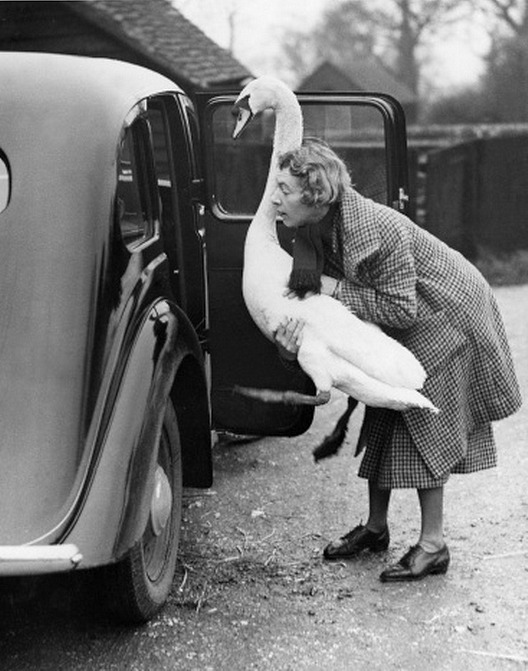 m3zzaluna:  swan in a car a pet swan named leila being helped into a car where