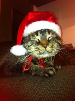 I Love Your Site, And I Would Love To See My Festive Cute Kitty Next To All The Cute