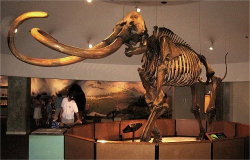 14-billion-years-later:  Mammoths V2.0Finally! Okay so I’ve grown up hearing about the possibility o