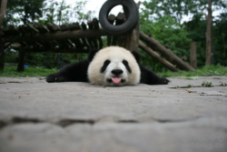 Giant Panda Photos