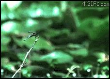 webfunnythings:   Pessoas normas vendo esse gif:  Reação delas:  Eu:  Minha Reação:
