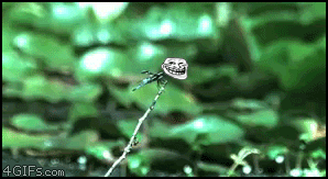 webfunnythings:   Pessoas normas vendo esse gif:  Reação delas:  Eu:  Minha Reação: