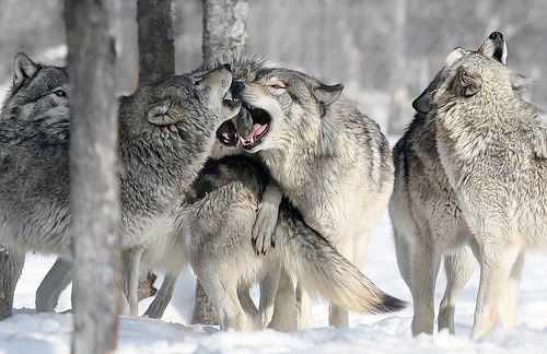termin4l: (via imgTumble)