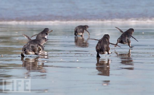 life:  Aww — Little Blue Penguins are released by wild life workers at Mount Maunganui