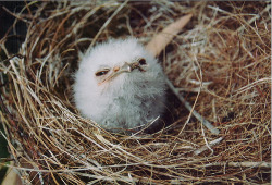 xantheose:  tawny frogmouth - nestling (by bowerbird enigma) 
