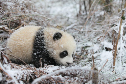 Giant Panda Photos