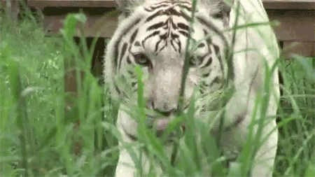 lovelybigcats:  lovelybigcats: White Tigers do not exist in the wild, they are purposefully inbred in captivity to meet the demand of the paying public. The kind of severe inbreeding that is required to produce the mutation of a white coat also causes