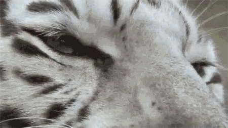 lovelybigcats:  lovelybigcats: White Tigers do not exist in the wild, they are purposefully inbred in captivity to meet the demand of the paying public. The kind of severe inbreeding that is required to produce the mutation of a white coat also causes