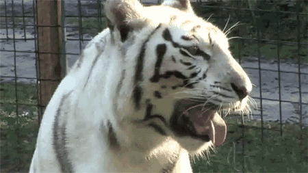 lovelybigcats:  lovelybigcats: White Tigers do not exist in the wild, they are purposefully inbred in captivity to meet the demand of the paying public. The kind of severe inbreeding that is required to produce the mutation of a white coat also causes