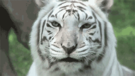 lovelybigcats:  lovelybigcats: White Tigers do not exist in the wild, they are purposefully inbred in captivity to meet the demand of the paying public. The kind of severe inbreeding that is required to produce the mutation of a white coat also causes