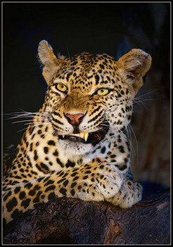 llbwwb:  Leopard Warning (by hvhe1)    Grrrrr!   don&rsquo;t fuck with Me&hellip;&hellip;Grrrrr!