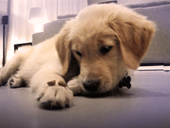 Porn Pics taketheleadneverfollow:  THIS IS A PUPPY