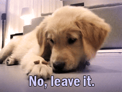 taketheleadneverfollow:  THIS IS A PUPPY IT’S NOT EVEN A FULL-GROWN DOG AND IT UNDERSTANDS “NO” IT IS NOT EVEN A YEAR OLD AND YOU’RE TELLING ME TEENAGE BOYS AND MEN CAN’T UNDERSTAND THE CONCEPT OF “NO.” THAT IS BULLSHIT. 