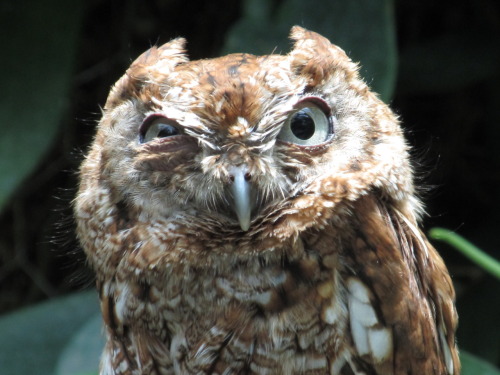 shiraae: factualromance: I fucking love taking pictures of owls.  Just sayin’. he looks s