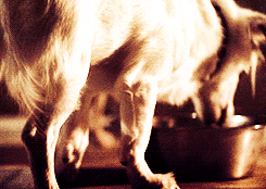 myamericanhorrorstory:   “Once I discovered that he had cheated, Hugo meant no