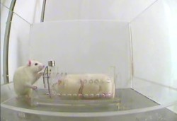 jay-works:  fuck-benedict-cumberbatch:  thewhisperinglady:  flowerfistandbestialwail:   In a simple experiment, researchers at the University of Chicago sought to find out whether a rat would release a fellow rat from an unpleasantly restrictive cage