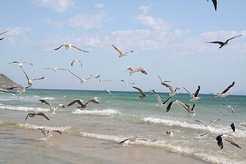 brazilwonders:  Florianópolis - Santa Catarina 